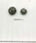 Click for 1 image(s) for this accession. FRUIT
